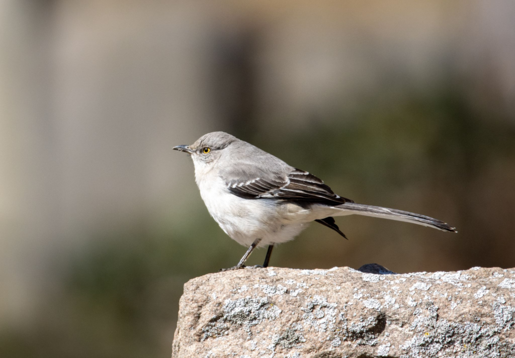 Gray mockingbird (I think) sitting on a rock.