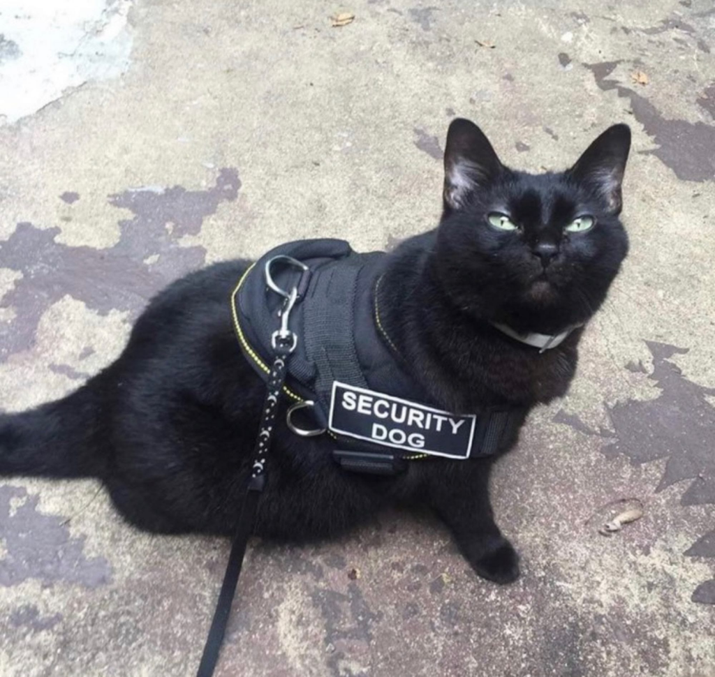 A black cat on a leash staring into the camera wearing a black vest labeled “Security Dog”.